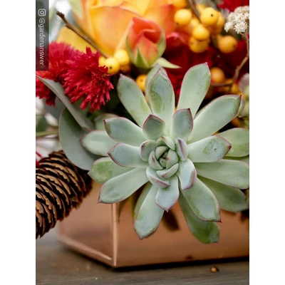 Gardener's Supply Company Rectangular Copper Plant Tray | 24" X 5" Leakproof Planting Pot For Houseplants & Succulents | Holiday Centerpiece Display 3 Gardener's Supply Company Rectangular Copper Plant Tray | 24" X 5" Leakproof Planting Pot For Houseplants & Succulents | Holiday Centerpiece Display
