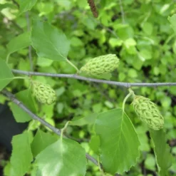 2.25gal River Birch Tree - National Plant Network -Sunnydaze Store GUEST 03acdfb1 7b21 4375 a785 16911efad392