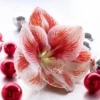 Van Zyverden Amaryllis Red Popov Flower Bulb With Artisan Decorative Planter -Sunnydaze Store GUEST 049264d9 a0df 4fae a2ee af89c8930e06