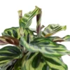 6" Calathea Peacock Plant - National Plant Network -Sunnydaze Store GUEST 066eaef7 9dce 4d5a be8d 673a1b133b32