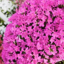 2.5qt Mildred Azalea Plant With Purple Blooms - National Plant Network -Sunnydaze Store GUEST 06db79f8 84c9 470e 8fa4 4e611c14855c