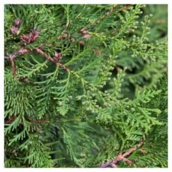 Arborvitae 'Emerald Green' 1pc - National Plant Network U.S.D.A Hardiness Zone 4-9 - 2.25 Gallon -Sunnydaze Store GUEST 0a325950 1112 4657 aa65 7d784506c851