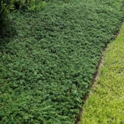 2.25gal Blue Rug Juniper Plant - National Plant Network -Sunnydaze Store GUEST 0d31f584 36d2 4c77 b29a ef21e093eda4