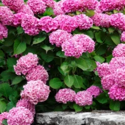 3pc Hydrangea Penny Mac - National Plant Network -Sunnydaze Store GUEST 118d77eb a0c5 4d4f 8740 2af5c4f01012