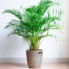 Majesty Palm - National Plant Network -Sunnydaze Store GUEST 183513b2 d561 4dd1 810e 1e2ac166dd45