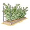 Raised Garden Bed, Raspberry Bed Kit 1 Raised Garden Bed, Raspberry Bed Kit -Sunnydaze Store GUEST 1998a2a0 22c9 47e3 9085 77cb757e642b