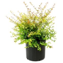 Abelia 'Francis Mason' 1pc - National Plant Network U.S.D.A Hardiness Zone 6-9 - 2.25 Gallon