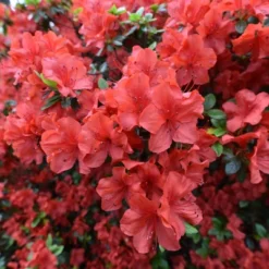 Azalea 'Amagasa' U.S.D.A. Hardiness Zones 7-9 - 1pc - Cottage Hill -Sunnydaze Store GUEST 1cf83adb 5dd3 4f19 9ed5 5177e1ebf69c