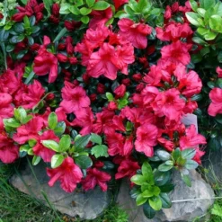 Azalea 'Johanna' 1pc U.S.D.A. Hardiness Zones 6-8 National Plant Network 2.25gal -Sunnydaze Store GUEST 21357325 e777 4da5 9734 b2fa3464b82e