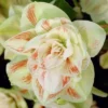 Van Zyverden 3ct Bulbs Amaryllis White Nymph Floor Planter Set -Sunnydaze Store GUEST 26ca122f b462 40a6 af04 76c1b1355935