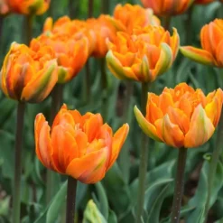 Van Zyverden 40ct Bulbs Multicolored Harmony Spring Blooming Patio Planter Set -Sunnydaze Store GUEST 26f8fc78 c331 4d58 868d 342512a36093