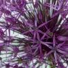 12ct Allium Purple Rain Bulbs - Van Zyverden -Sunnydaze Store GUEST 2890dea9 f285 4157 b1a2 6f451aa63b46