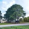 2.25gal Loblolly Pine Tree - National Plant Network -Sunnydaze Store GUEST 2c551de6 3c65 4f4f 99d6 bb90273c9008