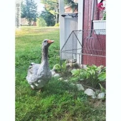 Gardener’s Supply Company Chicken Wire Crop Coop | Protection Against Birds And Wild Animals | Rust- Resistant With Easy-Access Roof Panel For Quick -Sunnydaze Store GUEST 2e222d4e 8228 483e bc2b 5bb34a7e99c6