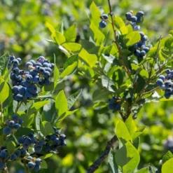 Bluberry 'Tift' 1pc - National Plant Network U.S.D.A Hardiness Zone 7-9 - 2.25 Gallon -Sunnydaze Store GUEST 2f9fd1db 1f46 4cc4 b138 825bf63d87c9