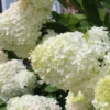 Hydrangea 'Phantom' 2.5qt U.S.D.A. Hardiness Zones 4-8 - 1pc - National Plant Network -Sunnydaze Store GUEST 32f57eb5 5636 4743 aa8d 72b222209fc6