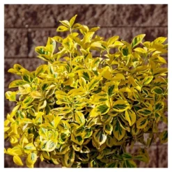 Euonymus 'Golden' 1pc In 2.5 Quarts Container - National Plant Network - U.S.D.A. Hardiness Zones 6 - 9 -Sunnydaze Store GUEST 34975495 67b9 47de 9596 15eb8b443d4f