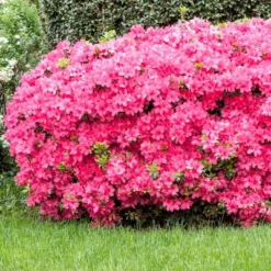 2.5qt Macrantha Pink Azalea Plant With Pink Blooms - National Plant Network -Sunnydaze Store GUEST 39f608e9 819f 44be 8f69 d5065bac36f7