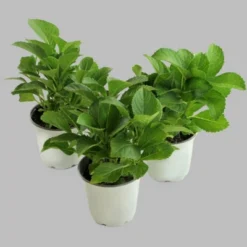 3pc Hydrangea Wedding Gown - National Plant Network