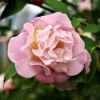 2.5qt High Fragrance Camellia Japonica Plant With Pink Blooms - National Plant Network -Sunnydaze Store GUEST 3b5fbabf ade0 42c4 8a99 86a8aa124285