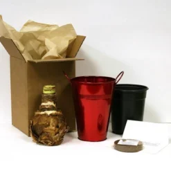 Van Zyverden Amaryllis Red Lion Flower Bulb With Artisan Decorative Planter -Sunnydaze Store GUEST 3b7f9c83 784e 48d0 8eb9 deb1123b403e