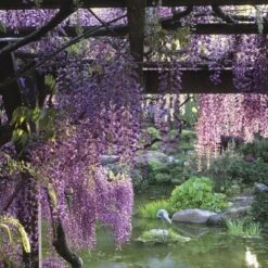Wisteria 'Amethyst Falls' 1pc U.S.D.A. Hardiness Zones 5-9 National Plant Network 2.5qt -Sunnydaze Store GUEST 3babb8b2 1cff 417d ad83 91d4e1e18144