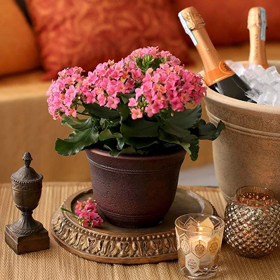 Listo SRA13001P05 13-Inch Round Outdoor Decorative Fade Resisting Resin Plastic Sierra Planter For Flowers And Succulents, Rustic Redstone (3 Pack) 4 Listo SRA13001P05 13-Inch Round Outdoor Decorative Fade Resisting Resin Plastic Sierra Planter For Flowers And Succulents, Rustic Redstone (3 Pack) - Image 2