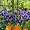 Van Zyverden Set Of 25 Bulbs Grape Hyacinths Latifolum -Sunnydaze Store GUEST 4135b654 bf47 4a56 bcbd 3388e5dcae54