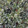 Holly 'Nellie R. Stevens' 1pc U.S.D.A. Hardiness Zones 6-9 National Plant Network 2.25gal -Sunnydaze Store GUEST 416e5ff9 9ded 4181 8931 ed1b327bec31
