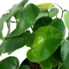 10" Monstera Swiss Cheese Plant - National Plant Network -Sunnydaze Store GUEST 42c23e69 bacd 4ab4 9091 c16682122df9