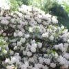 1gal Encore Lily Azalea Plant With White Blooms - National Plant Network -Sunnydaze Store GUEST 43564ce1 bc71 4b60 a722 1f27b34f343c