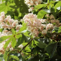 2.25gal Chinese Chestnut Tree - National Plant Network -Sunnydaze Store GUEST 46494a19 e5da 4c54 a944 6273e42932a4