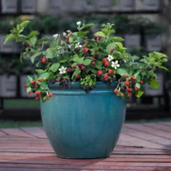 Bushel And Berry Blackberry 'Baby Cakes' 1pc Seasonal U.S.D.A. Hardiness Zones 4-8 National Plant Network 2.5qt -Sunnydaze Store GUEST 468b902f f2d1 482e b798 16d556281000