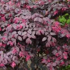 Loropetalum 'Carolina Midnight' 1pc U.S.D.A. Hardiness Zones 7-10 National Plant Network 2.25gal -Sunnydaze Store GUEST 4c841577 ffbe 44ba b0e7 658659e96ba3