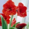 Van Zyverden Amaryllis Red Lion Flower Bulb With Artisan Decorative Planter -Sunnydaze Store GUEST 4d40de06 b518 4e4f b3d1 33d9a0c2f977