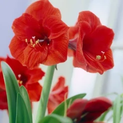 Van Zyverden Amaryllis Red Lion Flower Bulb With Artisan Decorative Planter