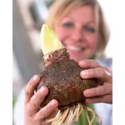 Van Zyverden Amaryllis Orange Sovereign Flower Bulb -Sunnydaze Store GUEST 4dbb9975 1011 496f 99d2 0c50de5f7e46