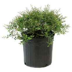 Holly Dwarf Yaupon 1pc - National Plant Network U.S.D.A Hardiness Zone 7-11 - 2.5 Quart