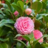 2.5qt Shi Shi Camellia Sasanqua Plant With Pink Blooms - National Plant Network -Sunnydaze Store GUEST 4fd9697e 85d0 4940 8c5b 8274f2439c5d
