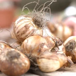 Daffodils Season Of Sunshine Mixture Set Of 25 Bulbs - Van Zyverden