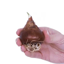 7ct Narcissus Paperwhite Inbal Preplanted Bulbs With Brass Finish Iron Planter And Stand - Van Zyverden -Sunnydaze Store GUEST 55240d02 ddde 4804 843e 7938992623b5 1