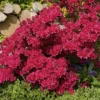 Azalea 'Johanna' 1pc U.S.D.A. Hardiness Zones 6-8 National Plant Network 2.25gal -Sunnydaze Store GUEST 5c4592b7 ac8e 469a 8adc 32b4e8c59e3e