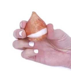 12ct Tulips Golden Apeldoorn Bulbs - Van Zyverden -Sunnydaze Store GUEST 5cb9f3ae 5152 4e5d ae26 05ce2ca66e17