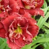 3ct Daylily Stellar Double Rose Roots - Van Zyverden -Sunnydaze Store GUEST 5f083a85 0d55 4da0 a5bf 51cf4792e0d0