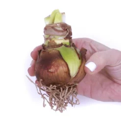 Sunnydaze Store -Sunnydaze Store GUEST 600e2570 7273 44d4 a410 4ad4f3dec2d8 9