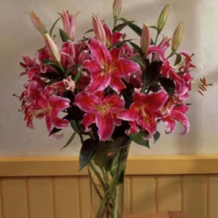 Lilies Oriental Stargazer - Set Of 12 Bulbs - Van Zyverden -Sunnydaze Store GUEST 647ee1bc fec8 4219 94e1 a73483908bd4