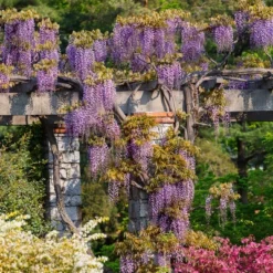 Wisteria 'Amethyst Falls' 1pc U.S.D.A. Hardiness Zones 5-9 National Plant Network 2.5qt