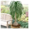 Ponytail Palm 1pc - National Plant Network U.S.D.A Hardiness Zone 8b-11 -Sunnydaze Store GUEST 67b64859 d757 4cb8 b011 94a80cb17079