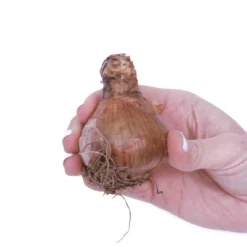 6ct Narcissus Daffodils Shrike Set Orange - Van Zyverden -Sunnydaze Store GUEST 67f682d2 cd80 468f b76c 9ab1d3b6f1d6