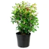 Cleyera Japonica 1pc - National Plant Network U.S.D.A Hardiness Zone 7-9 - 2.5 Quart -Sunnydaze Store GUEST 6aa9b935 8a89 4061 b884 6ea668dda460